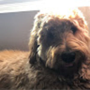 Meet your Posher, Josie